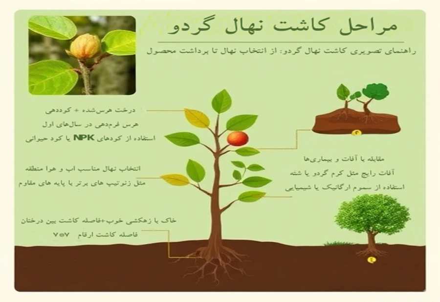 Infographic of the steps for planting walnut seedlings www.nahalvand.com