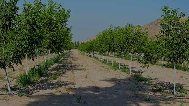 How to plant walnut seedlings www.nahalvand.com