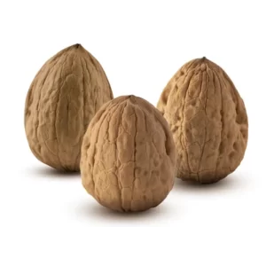 درخت گردو تخم مرغی