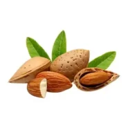 درخت بادام مامایی