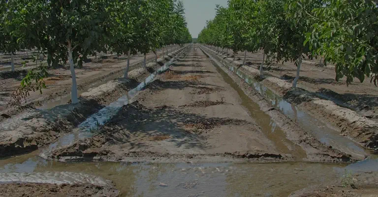 آبیاری درختان گردو