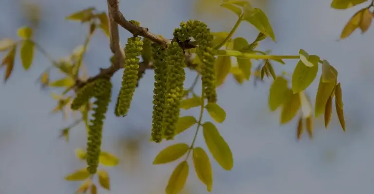 آبیاری درختان گردو