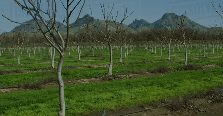 آبیاری درختان گردو