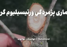 علائم پژمردگی ورتیسیلیومی گردو