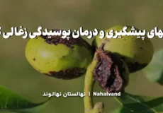 عامل اصلی پوسیدگی زغالی گردو