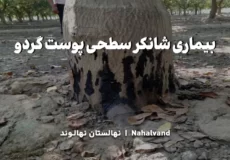 شانکر سطحی پوست گردو چطور منتشر می شود؟