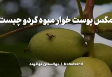 چرخه زندگی مگس پوست خوار میوه