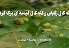 ابتلا به کنه گال زگیلی و کنه گال کیسه ای چه علائمی دارد؟