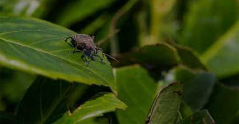 Almond pea weevil attack
www.nahalvand.com
