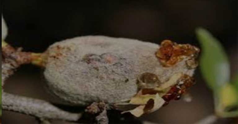 General introduction to almond rust disease www.nahalvand.com
