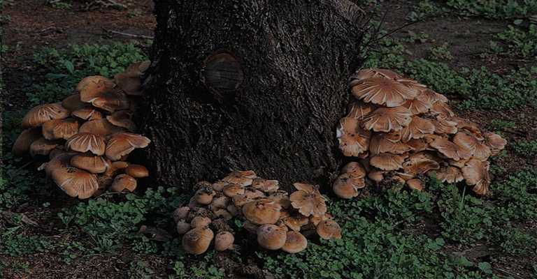 Armillaria rot of 

almonds
www.nahalvand.com