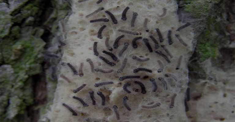 The tree is a silkworm's worst nightmare.
www.nahalvand.com