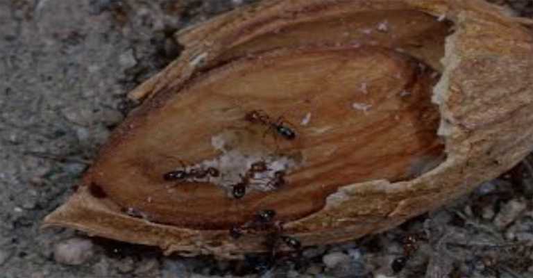 www.nahalvand.comAlmond nut-eating bee pest