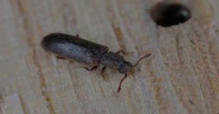 wood-eating pest
www.nahalvand.com