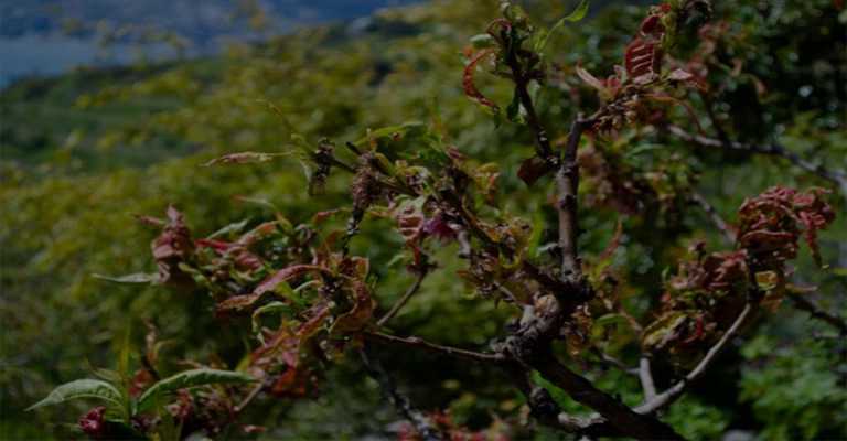 Almond leaf curl aphid and its symptoms www.nahalvand.com