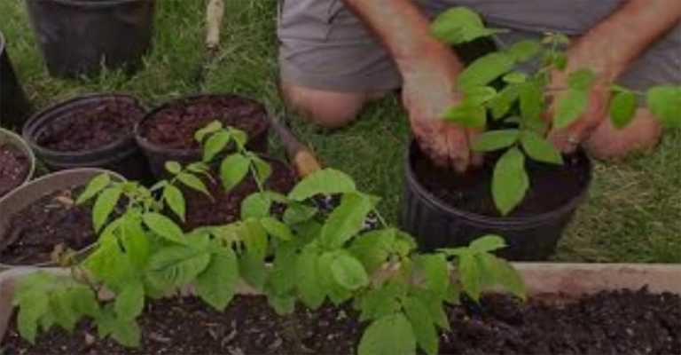 The best walnut seedlings to plant
www.nahalvand.com