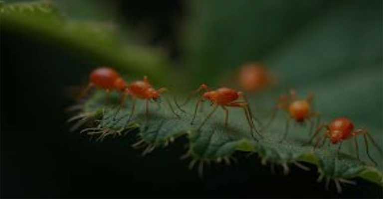Dealing with spider mites
www.nahalvand.com