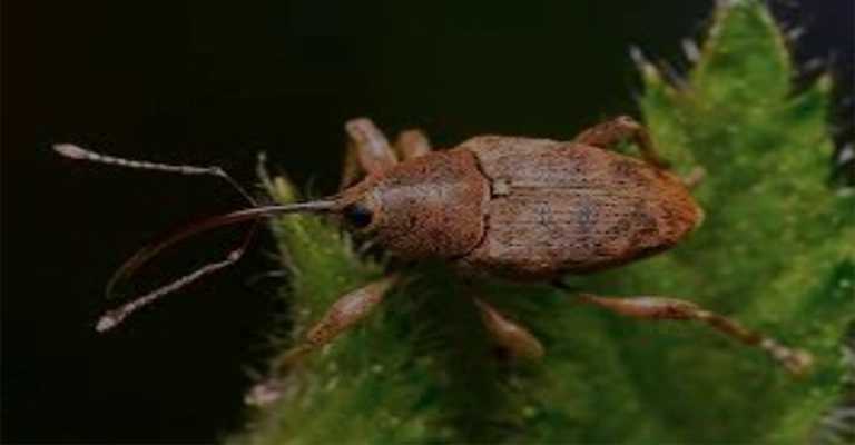 Symptoms of walnut weevil infestation in trees
www.nahalvand.com