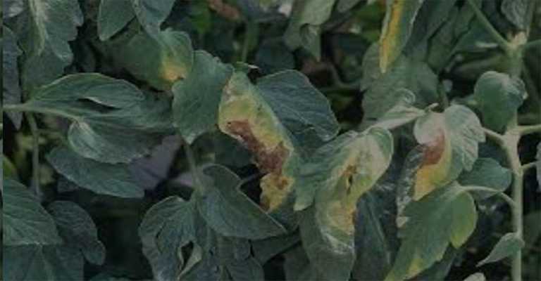 How to treat verticillium wilt disease www.nahalvand.com