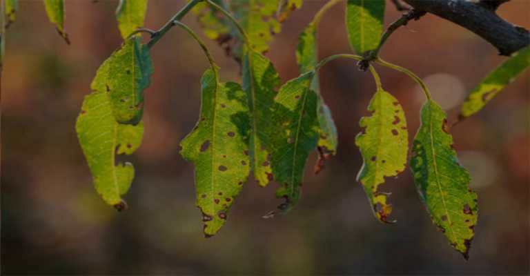 Almond broom virus disease
www.nahalvand.com
