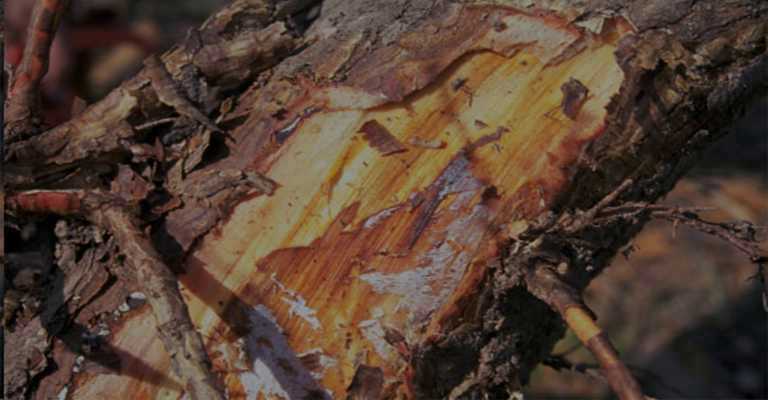 Treatment of Armillaria rot disease of almonds