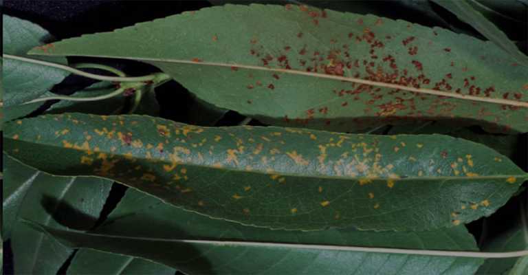 Almond Verticillium Wilt Disease www.nahalvand.com