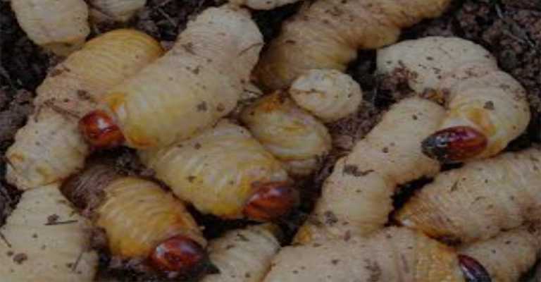 How to get rid of white rootworms