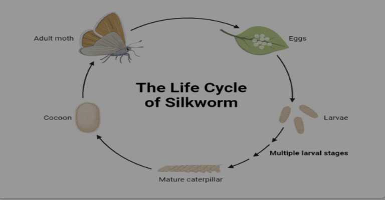 What is a silkworm?www.nahalvand.com
