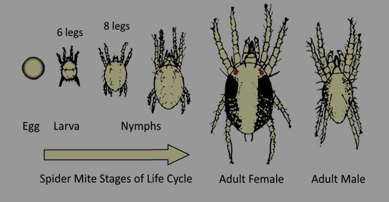 Spider mites and cycle
www.nahalvand.com