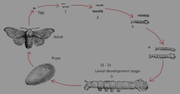 The life cycle of the white worm www.nahalvand.com 
