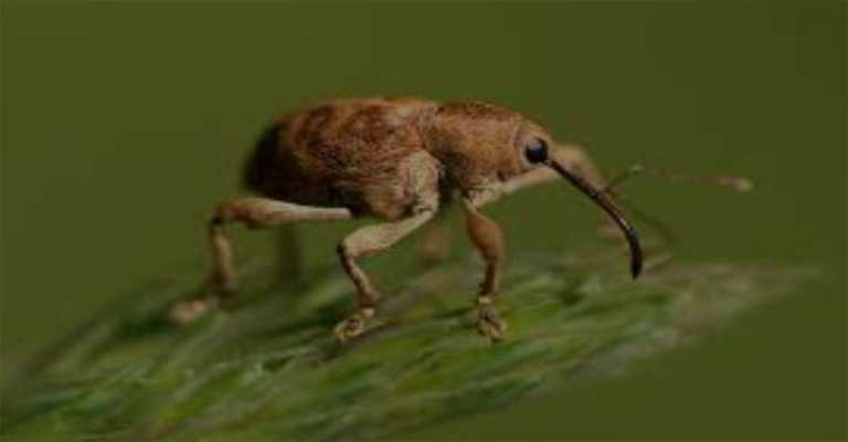 Life cycle of the walnut weevil
www.nahalvand.com