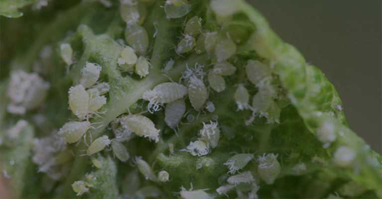 The aphid that causes almond tangles
www.nahalvand.com
