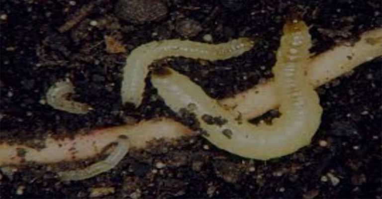 Removing whitefly larvae
www.nahalvand.com