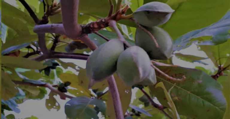 Almond scab disease

www.nahalvand.com
