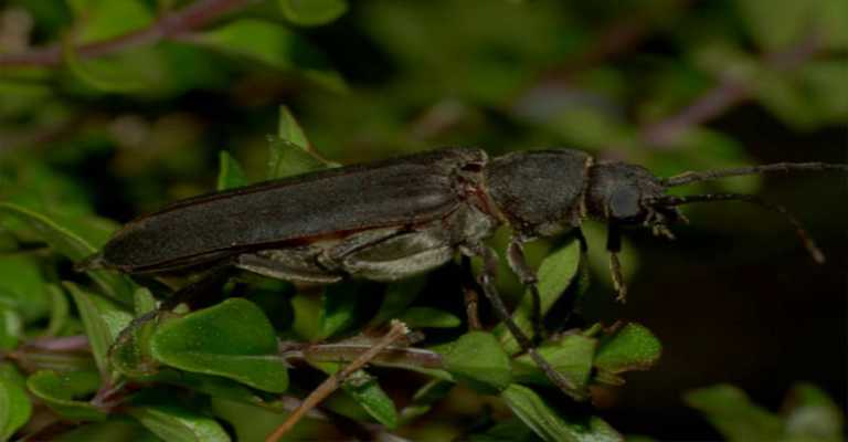 Roseate longhorn beetle pest