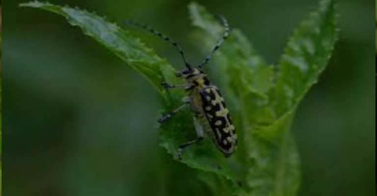 Roseate longhorn beetle pest