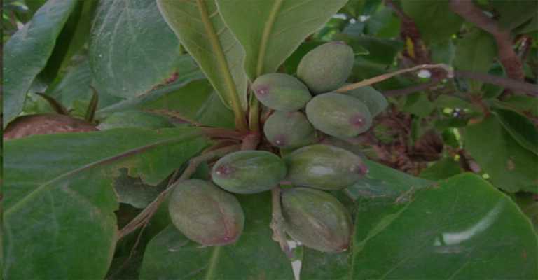 Almond name
www.nahalvand.com