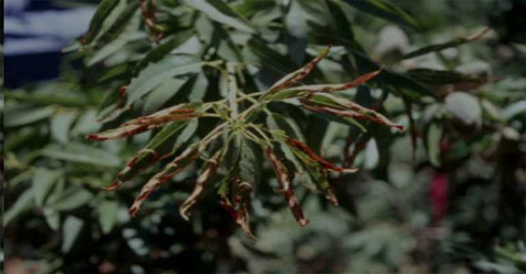 Almond golden death disease
www.nahalvand.com
