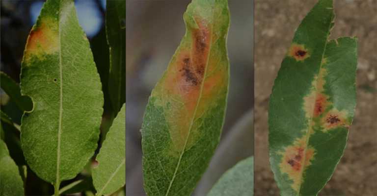 Almond broom virus disease
www.nahalvand.com