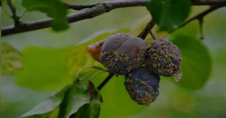 Almond rust disease www.nahalvand.com
