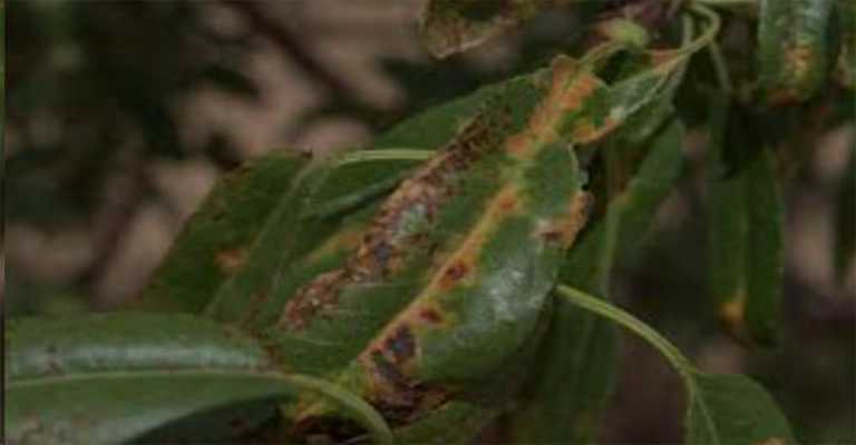 Treatment of almond golden death disease
www.nahalvand.com