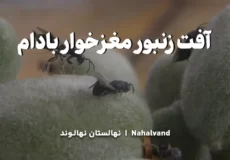 علائم و نشانه های حمله زنبور مغزخوار بادام