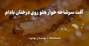آفت سرشاخه هلو چه خسارتی به باغ بادام می زند؟