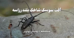 چرخه زندگی سوسک شاخه بلند رزاسه