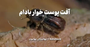 خسارت های ناشی از حمله آفت پوست خوار به درختان بادام