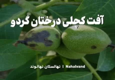 علت بروز کچلی گردو چیست