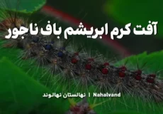 چرخه زندگی کرم ابریشم باف ناجور