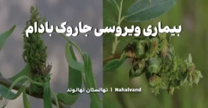 علائم بیماری جاروک بادام