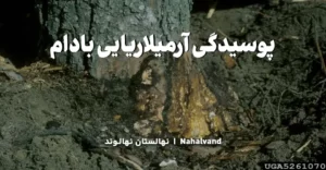 علائم پوسیدگی آرمیلاریایی بادام