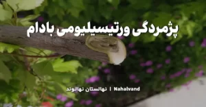 علائم بیماری پژمردگی ورتیسیلیومی بادام